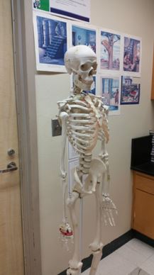Skeletal System Bone Lab – The Teacher Team