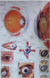 Eye Disection Lab Eye Dissection Lab - The Teacher Team